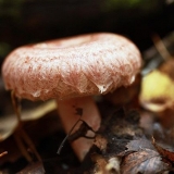 Lažni valovi (lažni valovi): kako razlikovati od pravih